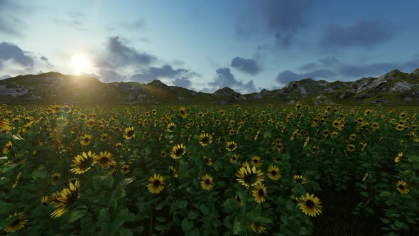 Sunflower Field