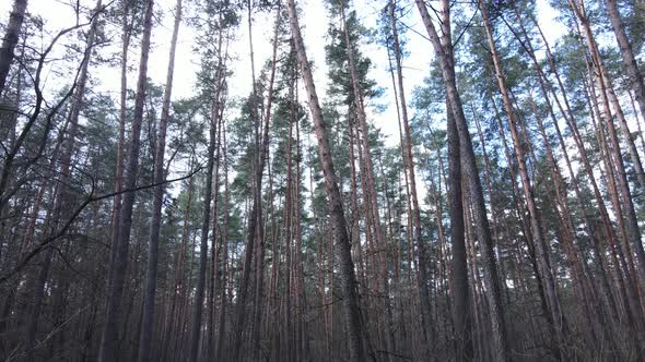 Forest Landscape Aerial View Slow Motion