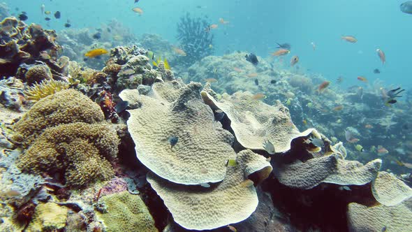 Coral Reef and Tropical Fish. Leyte, Philippines.