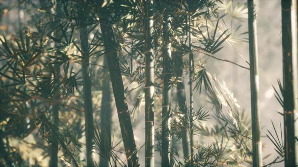 Asian Bamboo Forest with Morning Sunlight