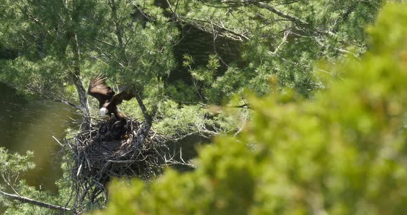 Looking down into an eagle’s nest, a bald eagle mother flies into the nest and is greeted by her bab