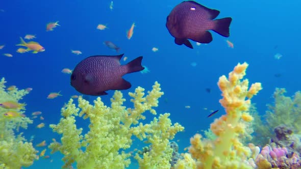 Broccoli Soft Coral and Damselfish