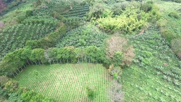 Coffee Farm Arial