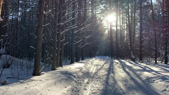 A Walk Through the Winter Forest