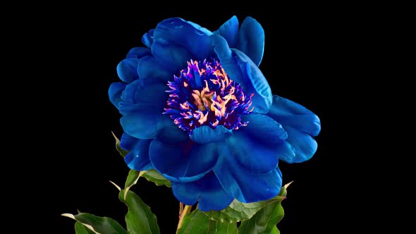 Timelapse of Beautiful Blue Burgundy Peony Flower Blooming on Black Background