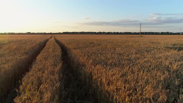 Aerial View Over a Wheat Field During Sunset or Sunrise Drone Shot Landscape