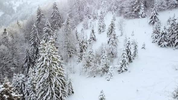 Winter There Are Snowcovered Trees Growing on the Slopes of the Mountains