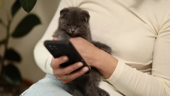 Woman with scottish kitten on the sofa using phone