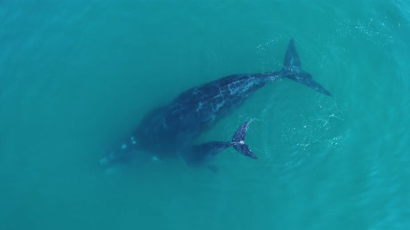 Aerial - mother Southern Right whale & calf dives down together in calm water