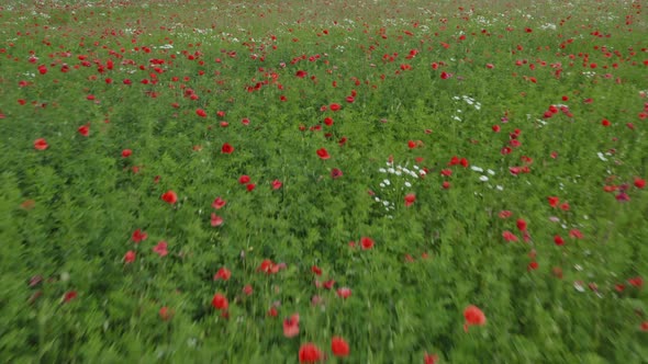 Flying Over a Field with Red Poppies