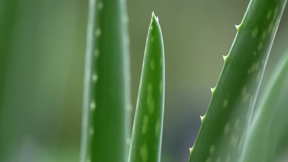 Aloe Vera Plant 03