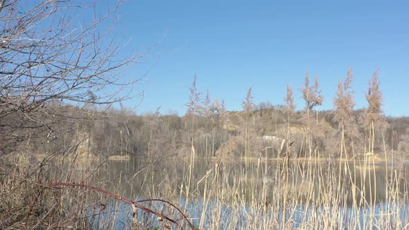 Dry pampas grass and reeds on the wind 4K video