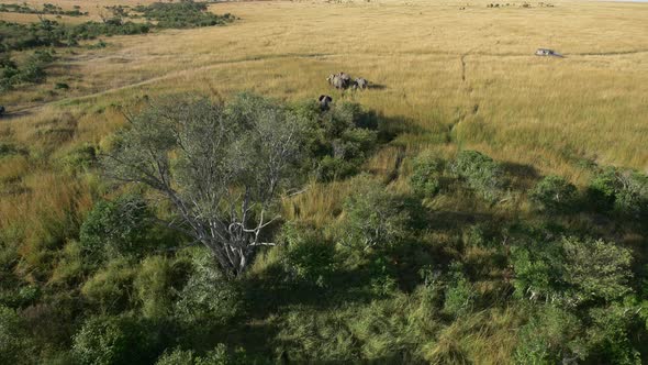 Aerial view of elephants in Maasai Mara