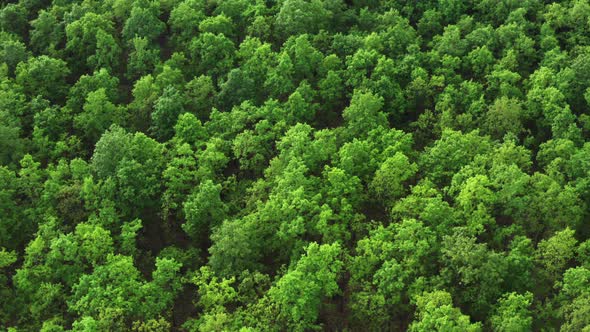 Trees with Lush Green Crowns Grow in Large Forest in Summer