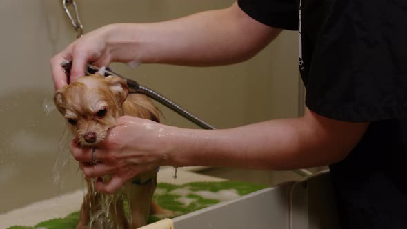 The Girl Washes the Little Spitz with Shampoo in the Bathroom  Close Up