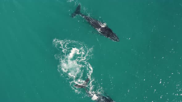 Aerial view of humpback whales