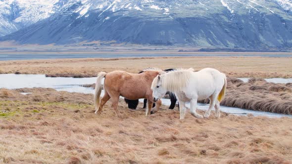 Icelandic Horses Closeup Icelandic Stallion Posing in a Field Surrounded By Scenic Volcanic Nature
