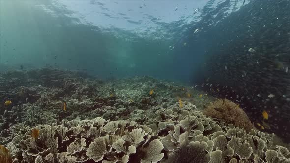 Coral Reef and Tropical Fish Underwater