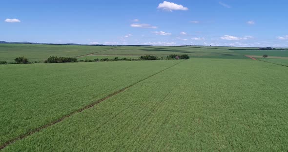 Inland sugar cane cultivation in São Paulo, Brazil. Aerials with drone in 4k.