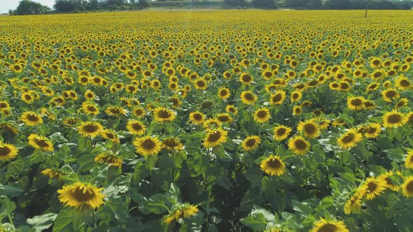 Beautiful Agricultural Field with Blooming Sunflowers in Bulgaria