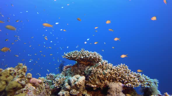 Underwater Scene