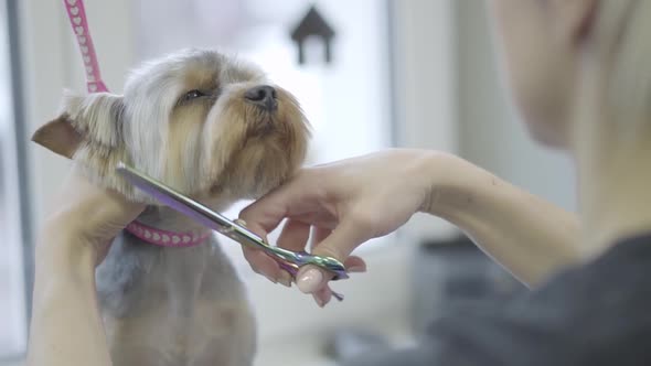 Young Professional Pet Groomer Making To Fluffy Little Cute Dog Haircut with Scissors on Muzzle