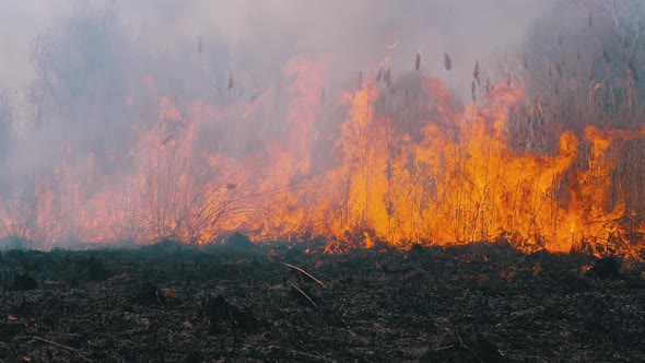 Fire in the Forest. Flame From Burning Dry Grass, Trees and Reeds. Slow Motion