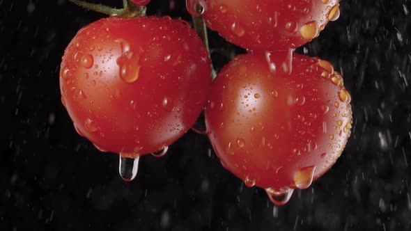 Close Up Detail Red Ripe Tomatoes on a Branch in Watering By Droplets