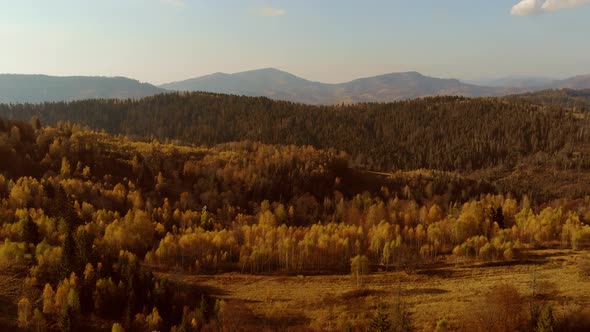 Flight over pine, spruce and deciduous tree forest in mountains countryside in sunset soft light. 