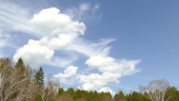 cumulus clouds being formed and blown by the wind in a blue sky, over forest area. timelapse