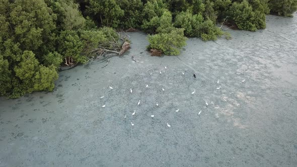 Top down view egrets and Asian open bill