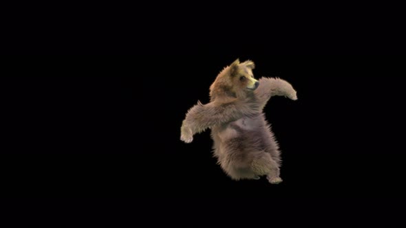 140 Bear Dancing 4K