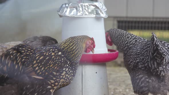Chickens Eating Out of Feeder inside Enclosure in 4K Slow Motion