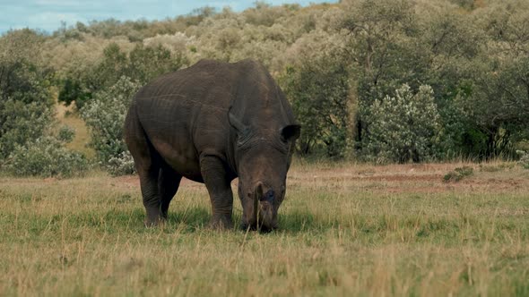 Rhino Grazing at Africa