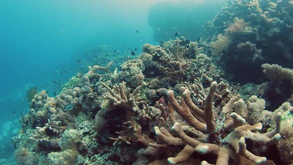 Coral reef with marine life in tropical waters
