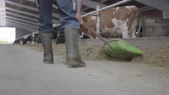 Legs of Unrecognizable Man in Rubber Boots on the Cow Farm Shoveling Hay To Cows Close-up