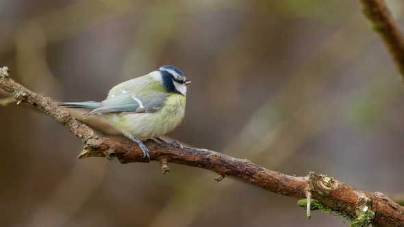 Eurasian blue tit perched on a branch and flies off.