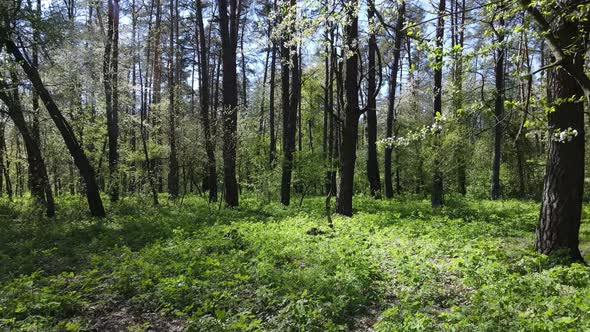 Green Forest During the Day Aerial View