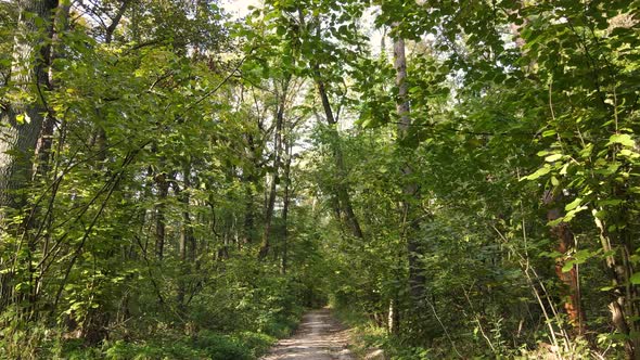 Forest Beautiful Landscape in an Autumn Day