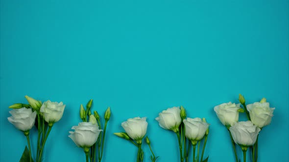 Horizontal Blue Banner With White Roses and Place for Text. Stop Motion Animation