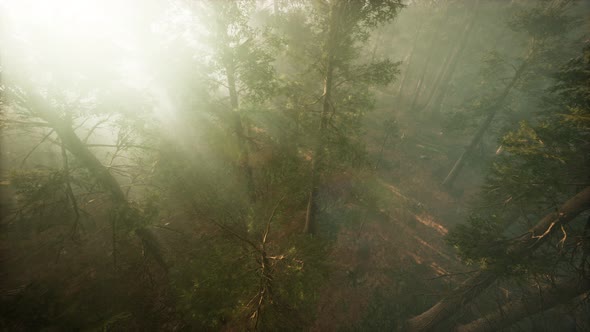 Drone Breaking Through the Fog To Show Redwood and Pine Tree