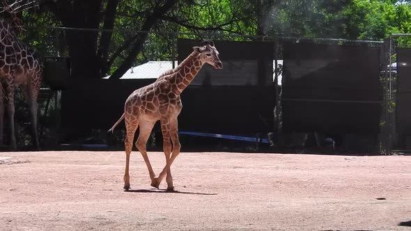 Baby Giraffe at the Denver Zoo