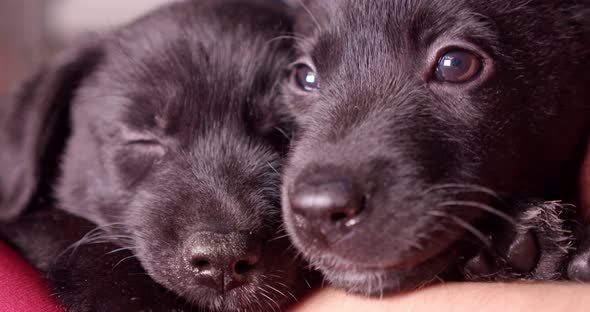 Portrait of Two Mongrel Black Puppies One Sleeping the Other Falls Asleep