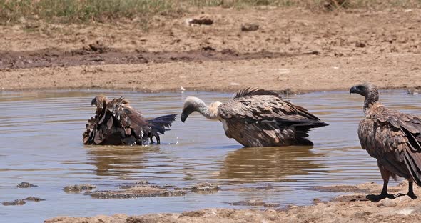 African white-backed vulture, gyps africanus, Group standing in Water, having Bath