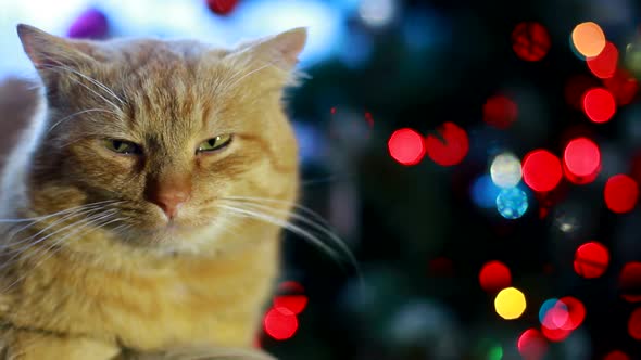 a Scottish Fold Cat Lay Down on Sofa Near the Christmas Tree with Lights