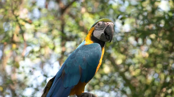 blue and gold macaw perched on a tree