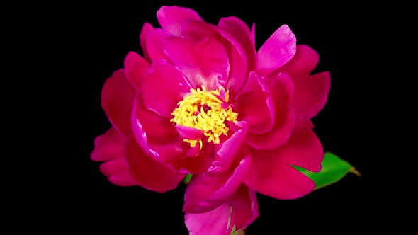 Time Lapse of Beautiful Pink Peony Flower Blooming
