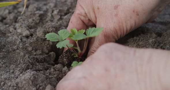 Planting Strawberry Sprouts on Earth Ground