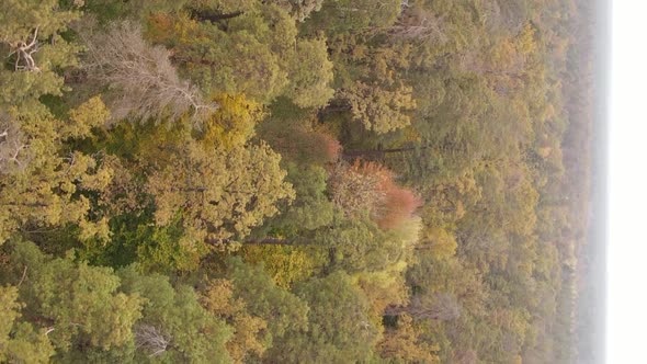 Vertical Video of Forest Landscape in Autumn Slow Motion