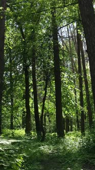 Vertical Video of a Summer Green Forest with Trees During the Day Slow Motion